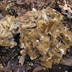 Grifola frondosa 'Hen of the Woods'